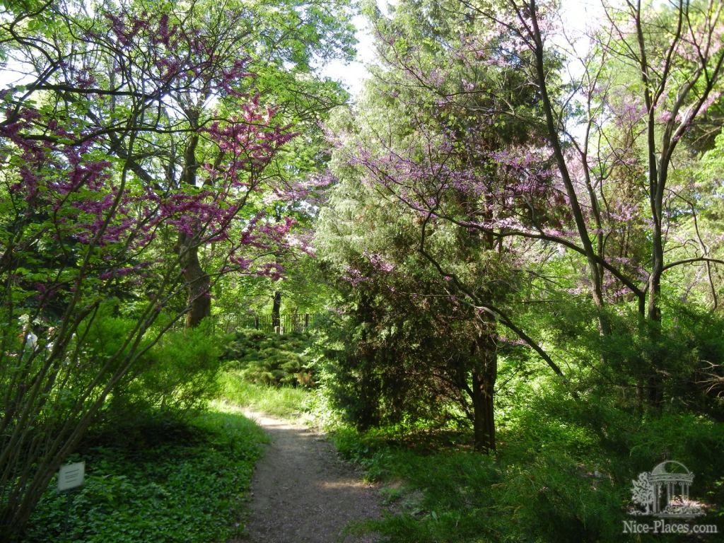 Фото 6 - Одесский Ботанический сад весной