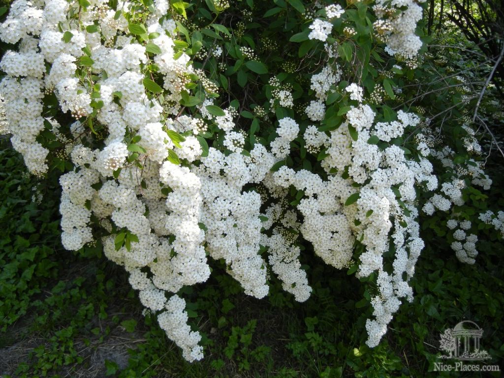 Цветущие ветви спиреи (таволги) - Одесский Ботанический сад весной