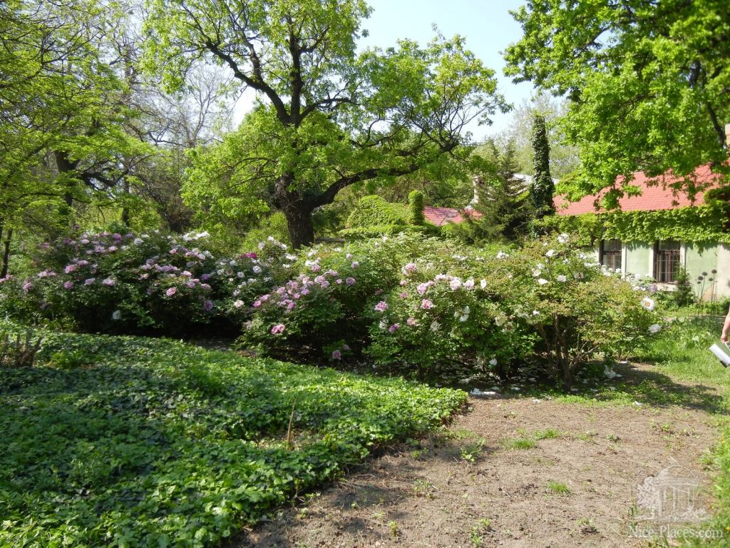 Впереди участок древовидных пионов - Одесский Ботанический сад весной