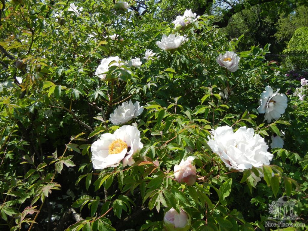 Огромные цветки пионов поражают, а как пахнут! - Одесский Ботанический сад весной