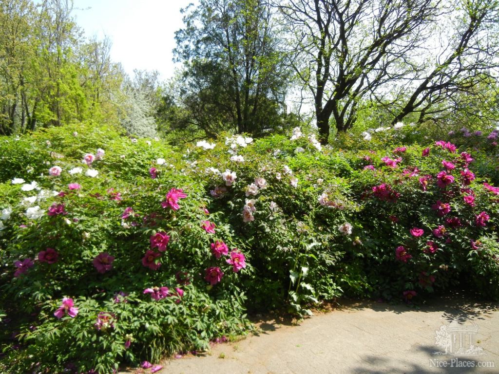 В мае пионы ботанического сада - лучшее украшение - Одесский Ботанический сад весной