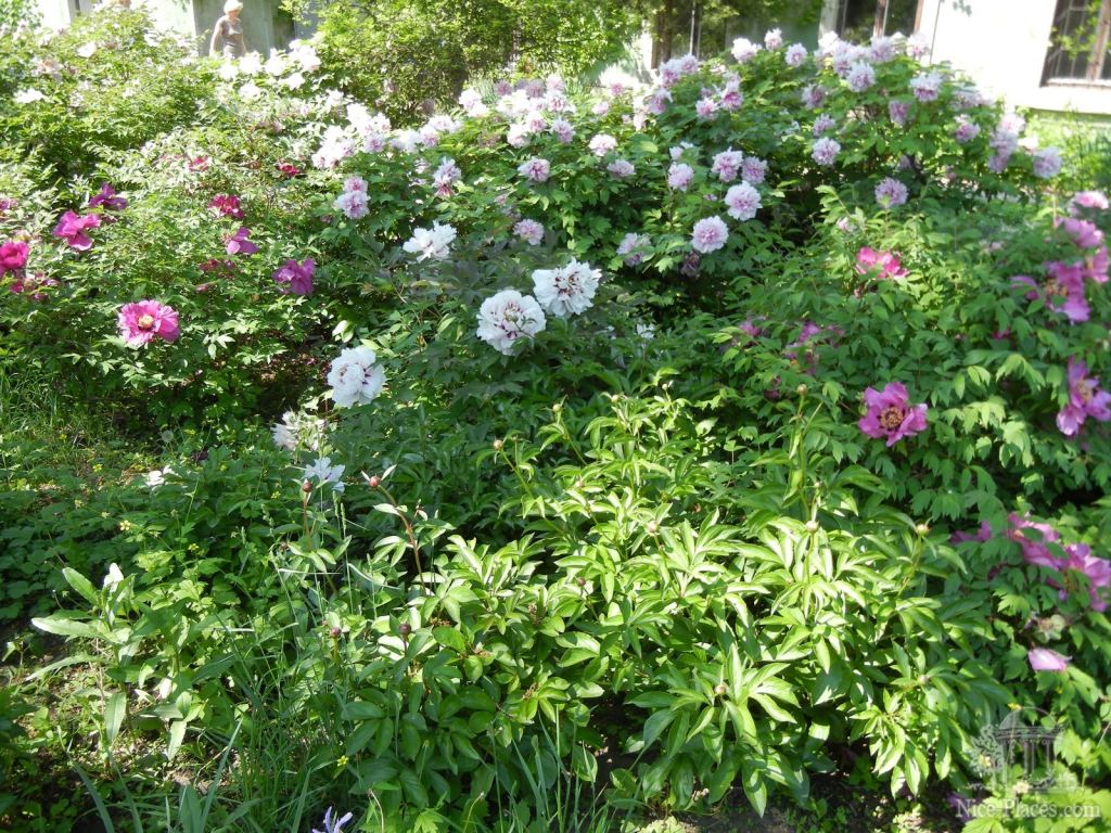 Фото 33 - Одесский Ботанический сад весной