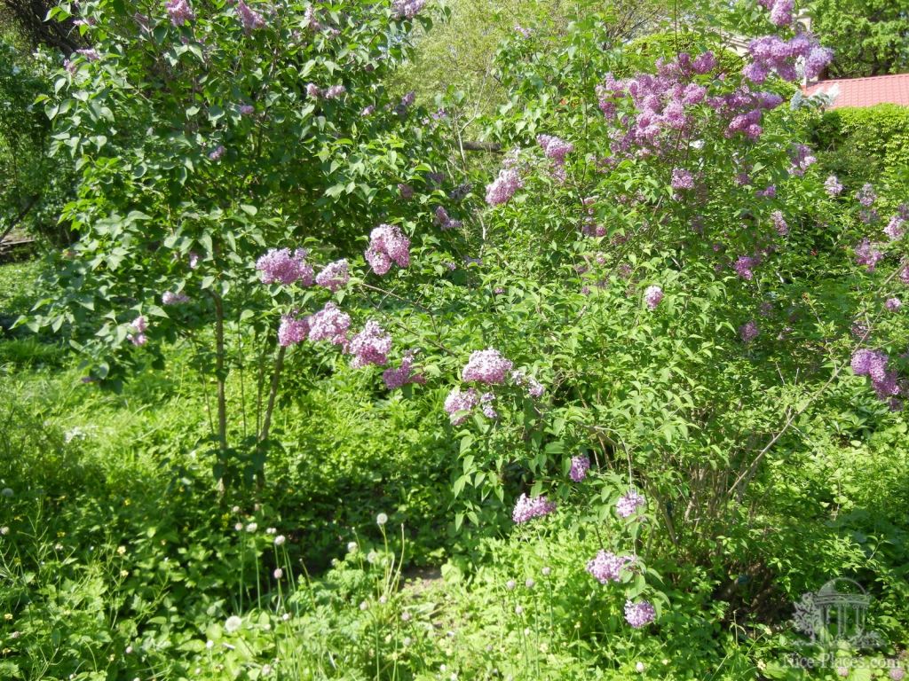 Фото 37 - Одесский Ботанический сад весной