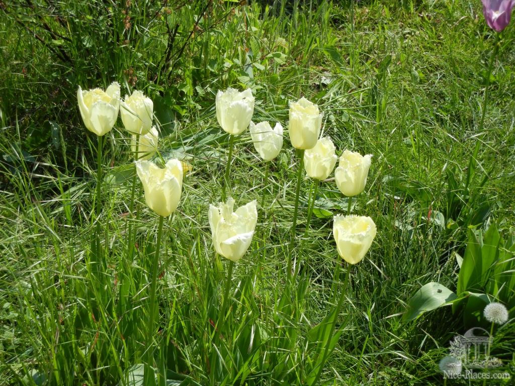Некоторые тюльпаны еще цвели - Одесский Ботанический сад весной