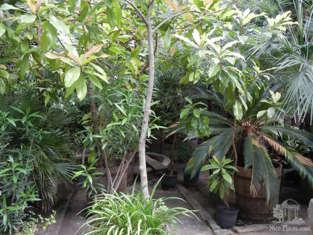 Внутри крытой оранжереи. Растения пока еще не вынесли на улицу - Одесский Ботанический сад весной