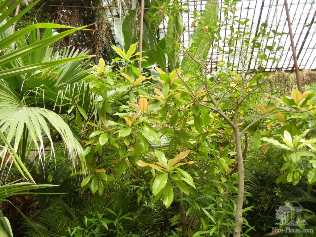 Тропические растения внутри оранжереи - Одесский Ботанический сад весной