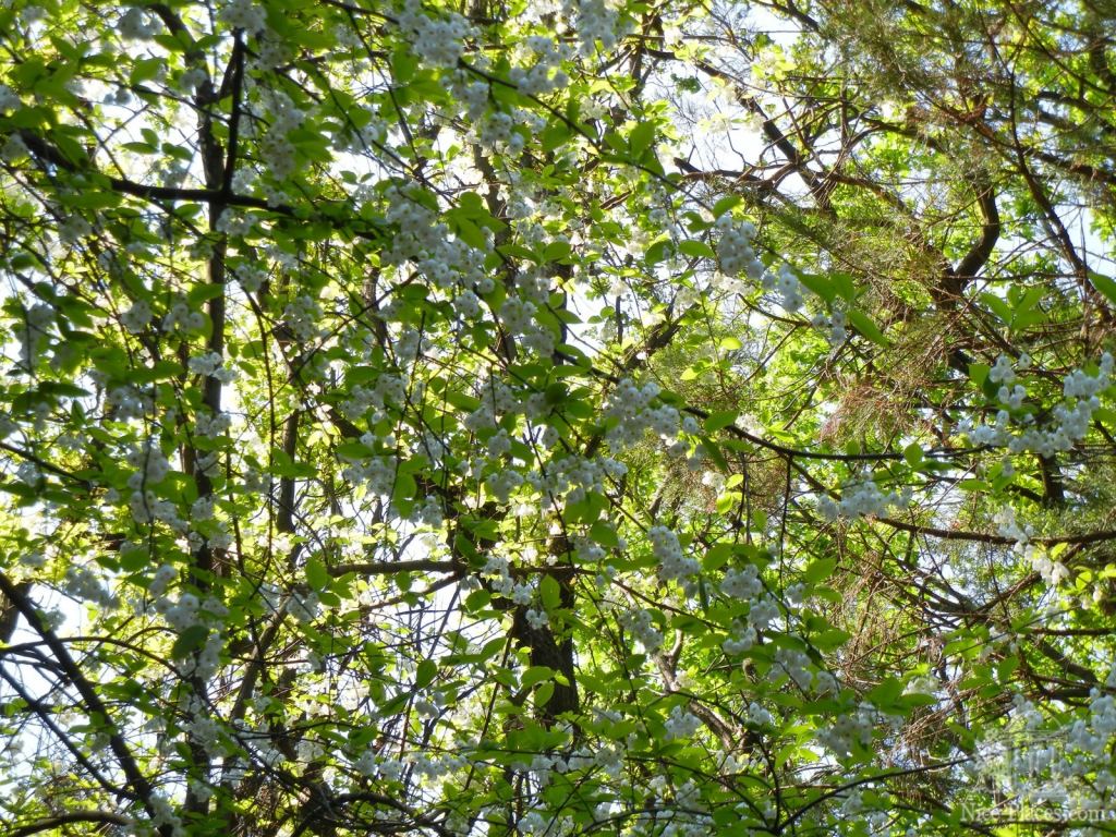 Ландышевое дерево. Цветы напоминают ландыши - Одесский Ботанический сад весной