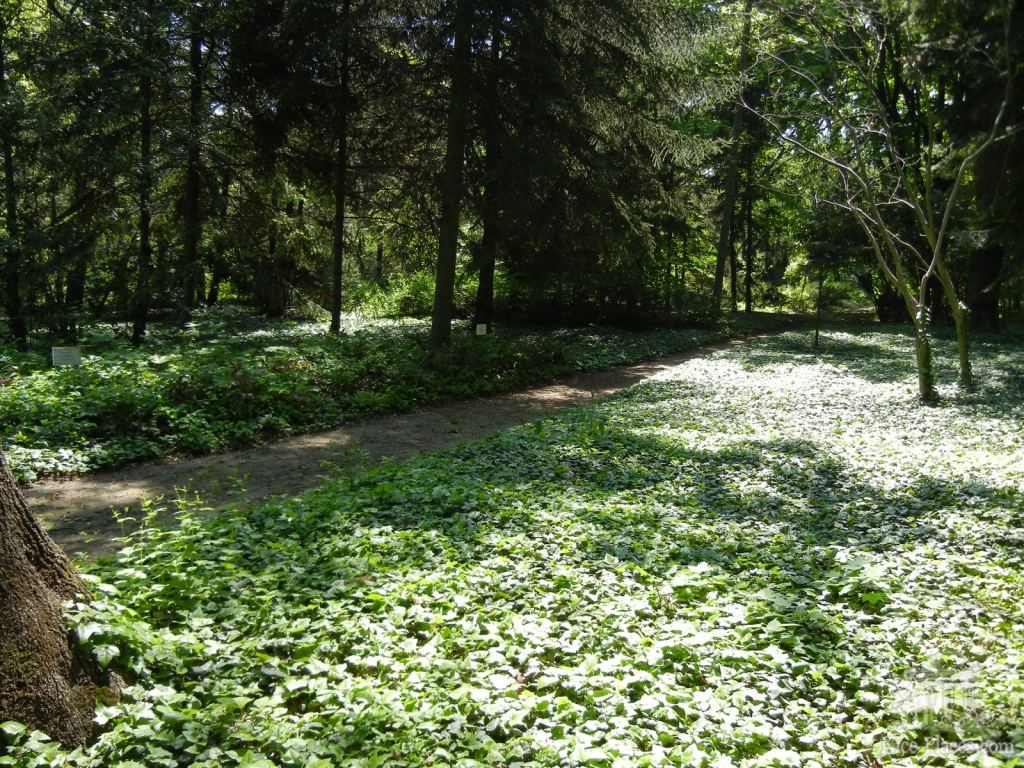 Фото 54 - Одесский Ботанический сад весной