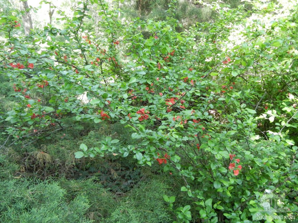 Цветение айвы японской - Одесский Ботанический сад весной