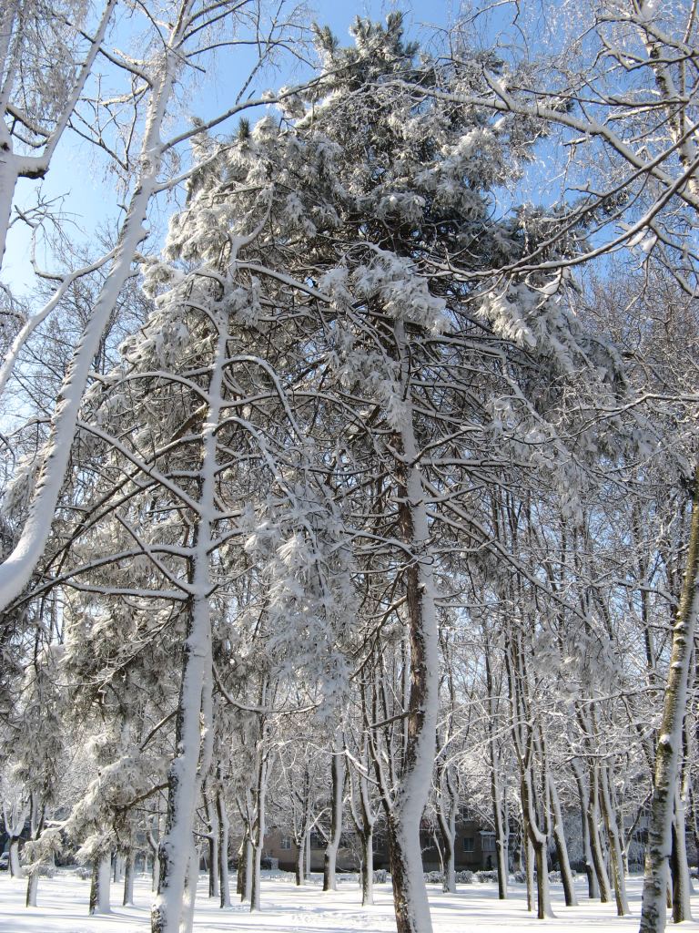 Фото 5 - Зимний парк им. Горького