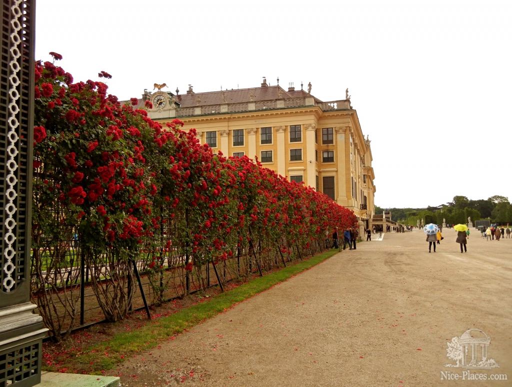 Тоннель из роз и часть дворца - Дворец Шенбрунн в Вене