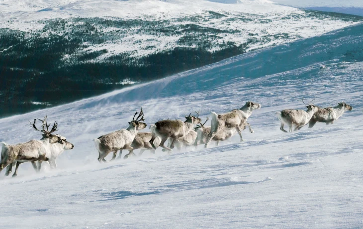 Турпоток на Чукотку вдвое превысил число жителей региона по итогам 2025 года Турпоток на Чукотку вдвое превысил число жителей региона по итогам 2025 года