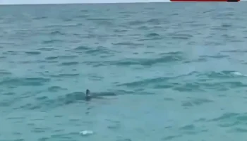 Туристы заметили двухметровую акулу у пляжа в Анталье
