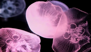 В Таиланде туристка пожаловалась на ожоги, полученные от медузы