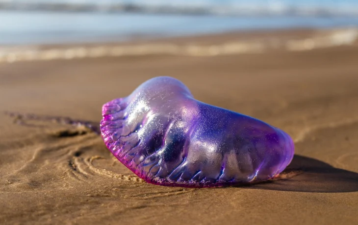 Туристы жалуются на &laquo;португальские кораблики&raquo; на популярном курорте на Кубе