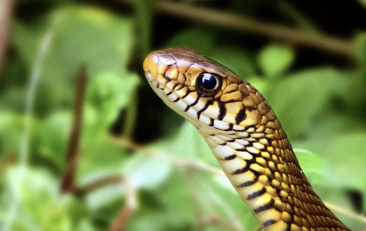 Туристов на Шри-Ланке пугают змеями на пляжах отелей Туристов на Шри-Ланке пугают змеями на пляжах отелей