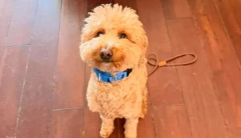 Пассажирка бросила свою собаку в аэропорту и попала в полицию