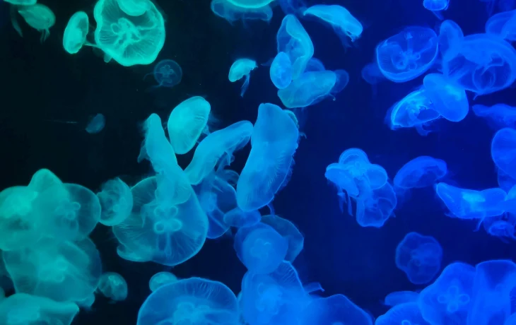 Туристы жалуются на нашествие медуз на Азовском море