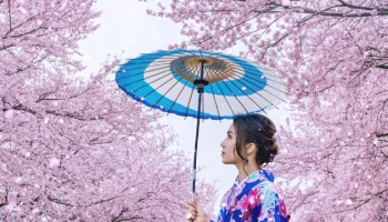 Какими китайскими авиакомпаниями не улететь в Японию на цветение сакуры