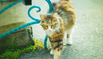 Российская туристка погладила кота в Паттайе и оказалась в больнице Российская туристка погладила кота в Паттайе и оказалась в больнице