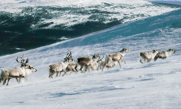 Турпоток на Чукотку вдвое превысил число жителей региона по итогам 2025 года