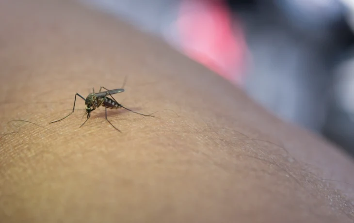 Посольство предупредило российских туристов о вспышке лихорадки чикунгунья на Маврикии