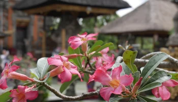 Власти Бали ликвидировали &laquo;русские&raquo; деревни на острове