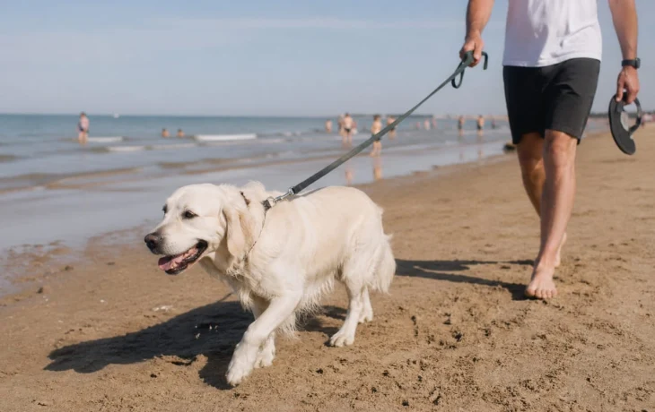 Четвероногим вход закрыт: привел собаку на пляж &ndash; плати