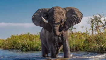 Слон насмерть растоптал владельца сафари-парка в ЮАР во время экскурсии с туристами