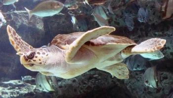 Российских туристов в турецкой Анталье покусала морская черепаха