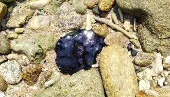 Туристов предупредили: мазут добрался до островов Рача рядом с Пхукетом