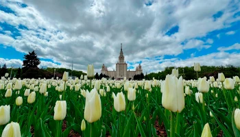 Спрос на цветочный туризм вырос на треть: туристы нашли альтернативу Японии