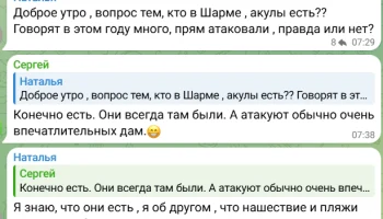 Туристов напугали новостями о &laquo;массовом отлове акул&raquo; в Египте