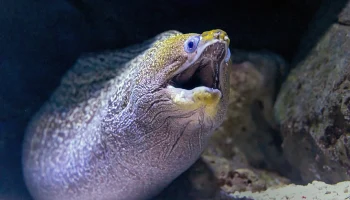 В Хургаде на российского туриста напала мурена