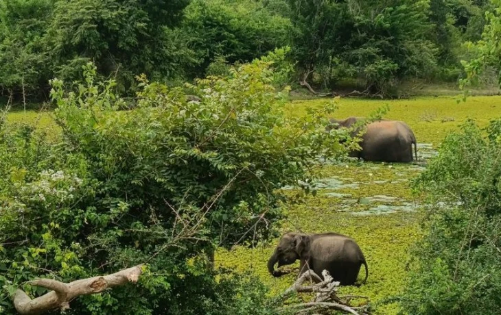 Посол: почти все застрявшие на Шри-Ланке россияне покинули остров