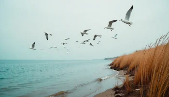 Можно ли получить компенсацию за нападение птиц на курорте