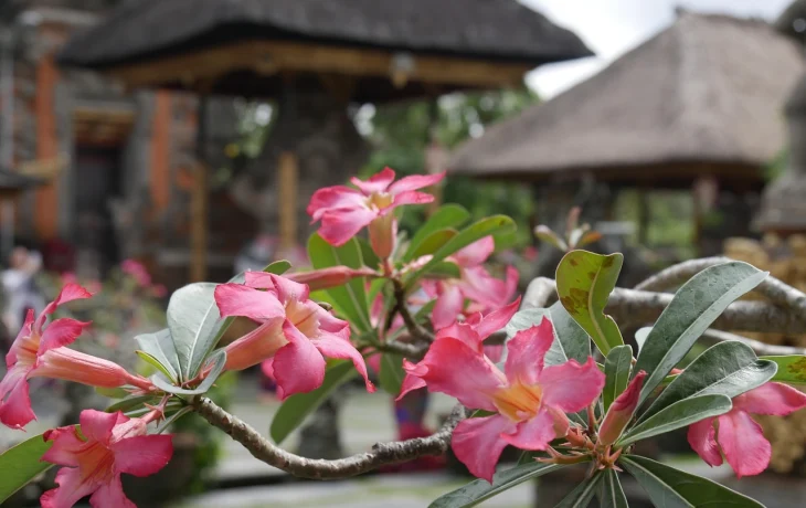 Власти Бали ликвидировали «русские» деревни на острове Власти Бали ликвидировали «русские» деревни на острове