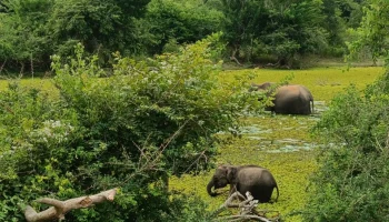 Посольство: более тысячи россиян задержались на Шри-Ланке из-за кризиса на Ближнем Востоке