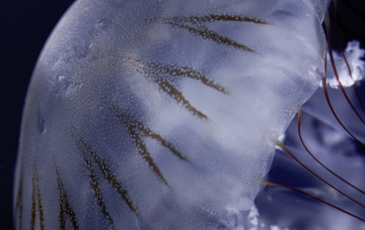 Туристов напугали историей о смертельно опасной медузе в Дубае