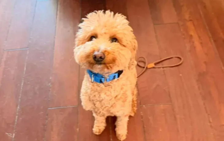 Пассажирка бросила свою собаку в аэропорту и попала в полицию Пассажирка бросила свою собаку в аэропорту и попала в полицию