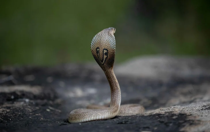 В египетском отеле умер турист после укуса змеи во время шоу