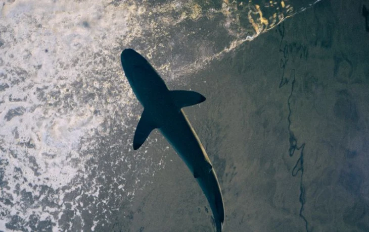 Акула в Египте: туристы прокомментировали новость о закрытии пляжей
