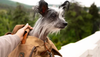 Туристам в поезде дорого обойдется покупка переноски для животного
