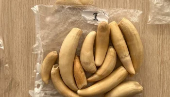 Клыки, когти, рога и голова змеи: пассажир удивил таможенников в Пулково