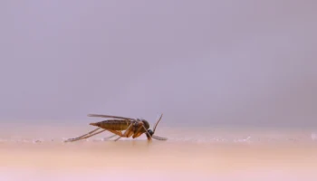 Туристов на Кубе пугают нашествием москитов после урагана