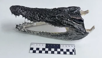 Турист привез из Таиланда в Новосибирск сразу две головы крокодилов Турист привез из Таиланда в Новосибирск сразу две головы крокодилов