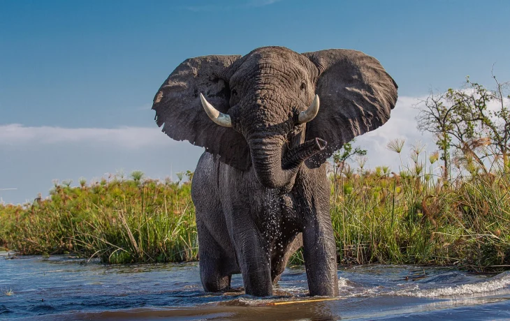 Слон насмерть растоптал владельца сафари-парка в ЮАР во время экскурсии с туристами