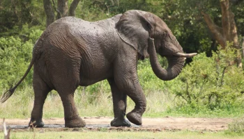 СМИ: слон напал на микроавтобус с российскими туристами на Шри-Ланке СМИ: слон напал на микроавтобус с российскими туристами на Шри-Ланке
