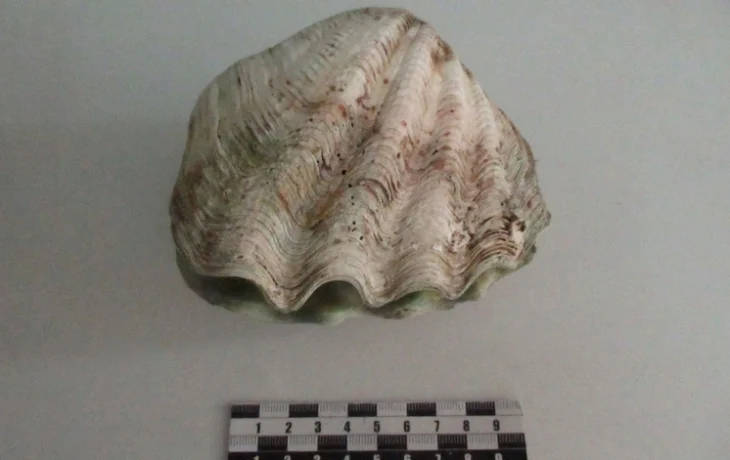 Турист привез из Таиланда раковину и сразу заинтересовал таможенников Турист привез из Таиланда раковину и сразу заинтересовал таможенников