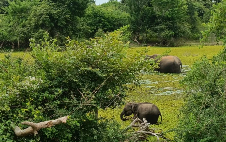 Российские туристы на Шри-Ланке просят автоматически продлить им визы еще на 30 дней